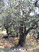CORFU OLIVE TREE - Click on the image to enlarge