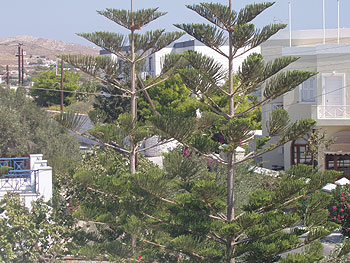 BOURAZAS APOSTOLOS